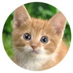 pet insurance, protect your cat