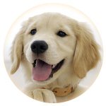 pet insurance, protect your dog