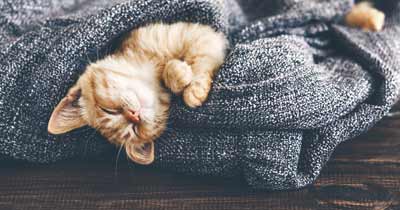 cosy cat home emergency