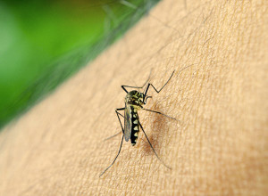 travel insurance zika virus tips