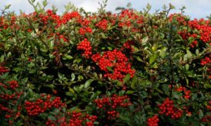 firethorn bush home security tips