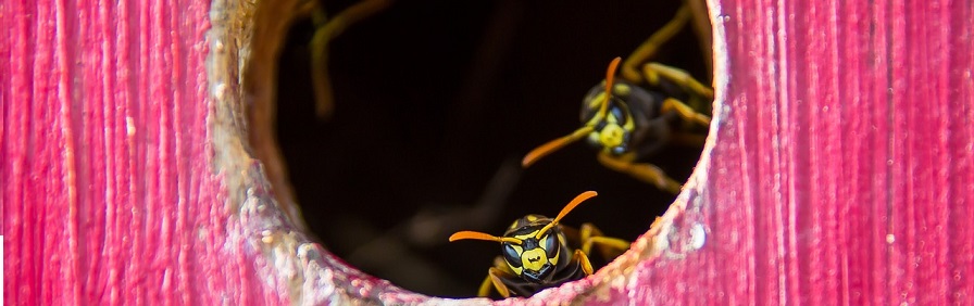 Wasp Nest