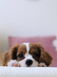 Pet Insurance